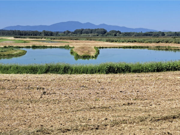 Area delle Morette